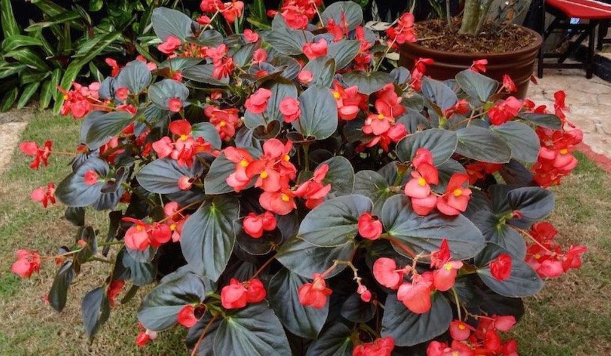 begonia mallacoota