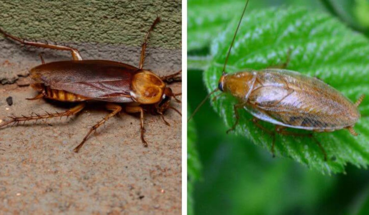 german cockroach vs american cockroach size